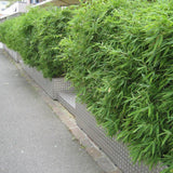 Bambus rufa, 50-60 cm inaltime, in ghiveci de 1.9L