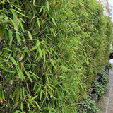 Bambus rufa - VERDENA-80-100 cm inaltime livrat in ghiveci de 7.5 L