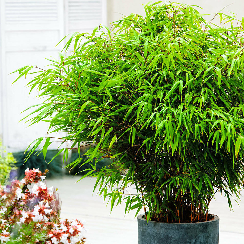 Bambus rufa, 50-60 cm inaltime, in ghiveci de 1.9L