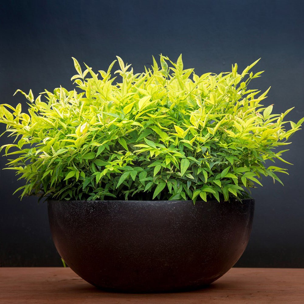 Bambusul sacru Magical Lemon and Lime - VERDENA-35-40 cm inaltime livrat in ghiveci de 6 L