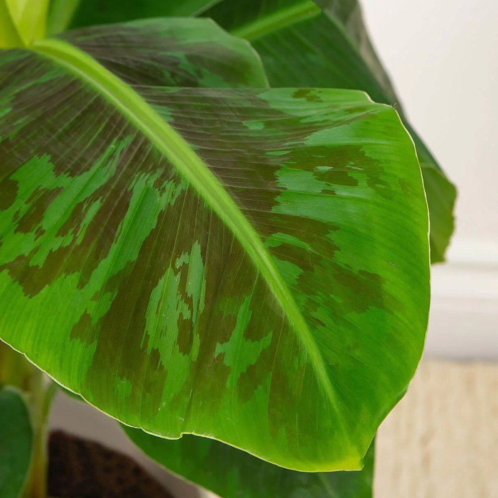 Bananier Pitic Dwarf Cavendish - 125 cm | Verdena – VERDENA
