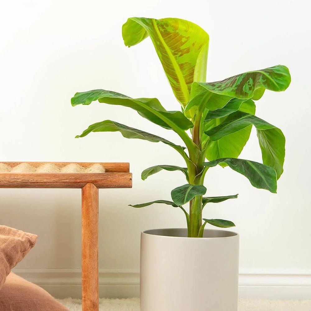 Bananier Pitic Dwarf Cavendish - 125 cm | Verdena – VERDENA