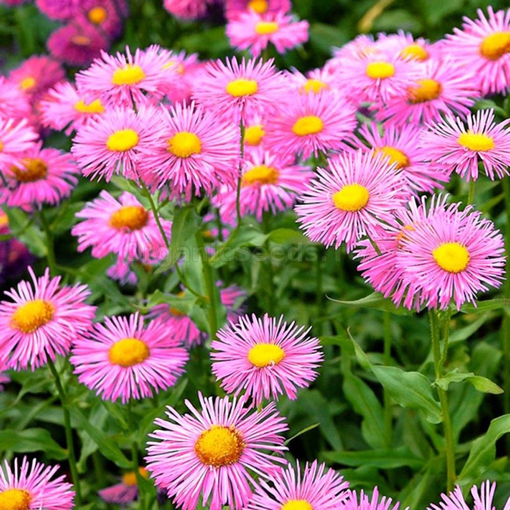 Batranis Erigeron Rosa Juwel - VERDENA-livrat in ghiveci de 0.7 l