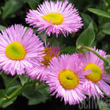 Batranis Erigeron Rosa Juwel - VERDENA-livrat in ghiveci de 0.7 l