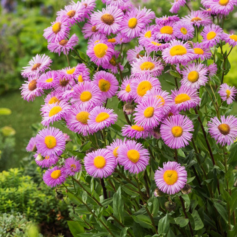 Batranis Erigeron Rosa Juwel - VERDENA-livrat in ghiveci de 0.7 l