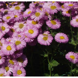 Batranis Erigeron Rosa Juwel - VERDENA-livrat in ghiveci de 0.7 l