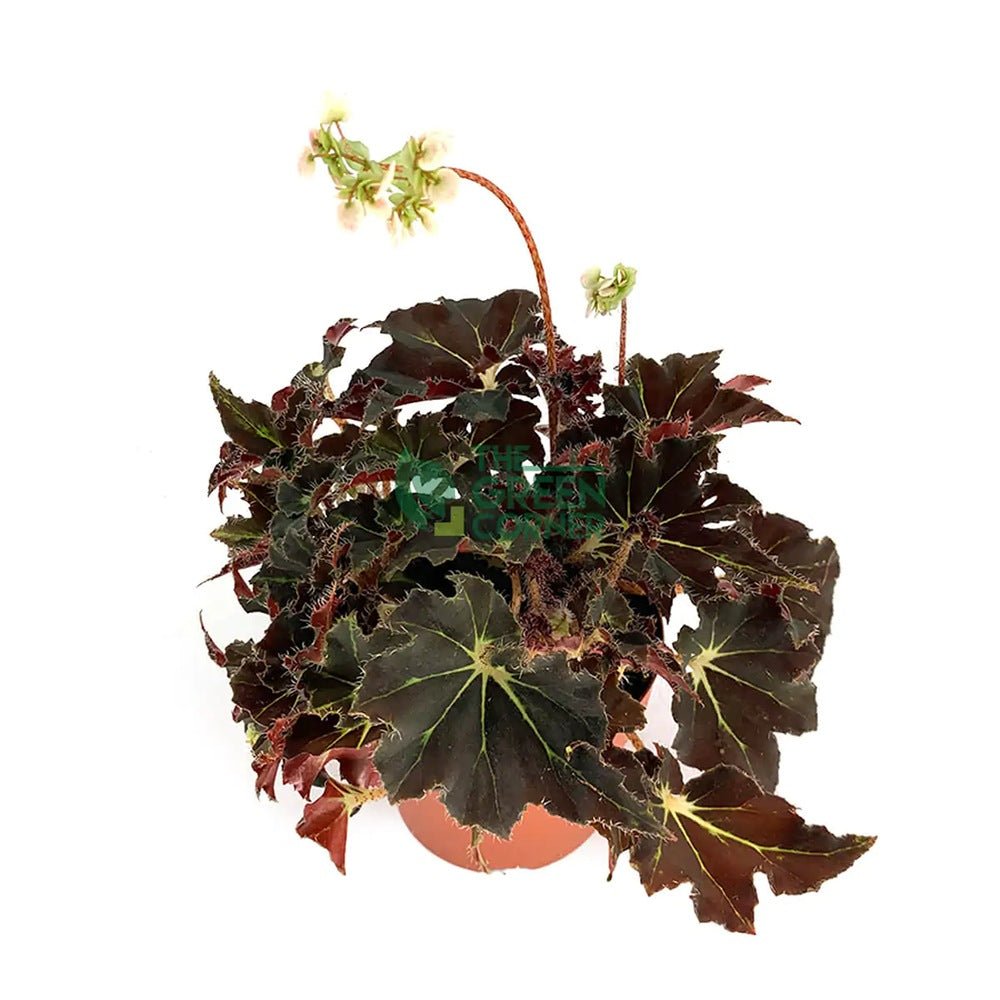 Begonia Evy, cu frunze decorative verzi-burgundiu