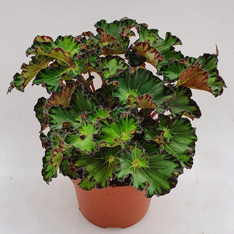 Begonia Fem, cu frunze decorative verzi-inchis lucios - VERDENA-20-25 cm inaltime, livrat in ghiveci de 1.2 l