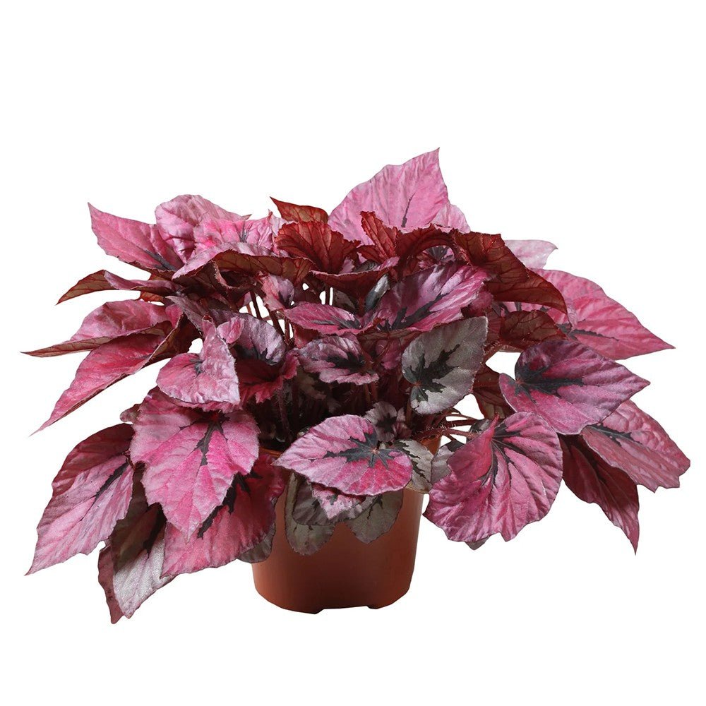 Begonia Indian Summer, cu frunze decorative violet-roz