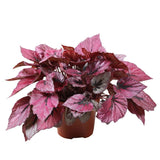 Begonia Indian Summer, cu frunze decorative violet-roz - VERDENA-20-25 cm inaltime, livrat in ghiveci de 1.2 l