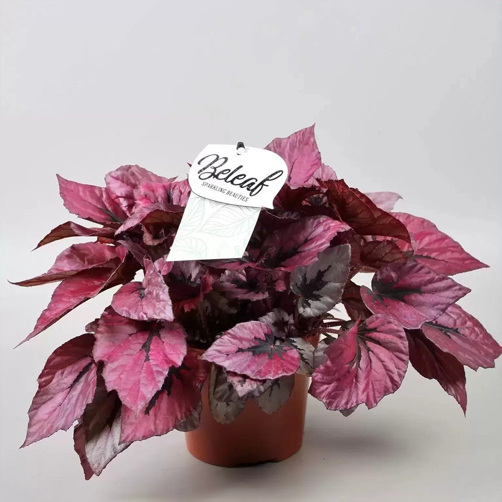 Begonia Indian Summer, cu frunze decorative violet-roz