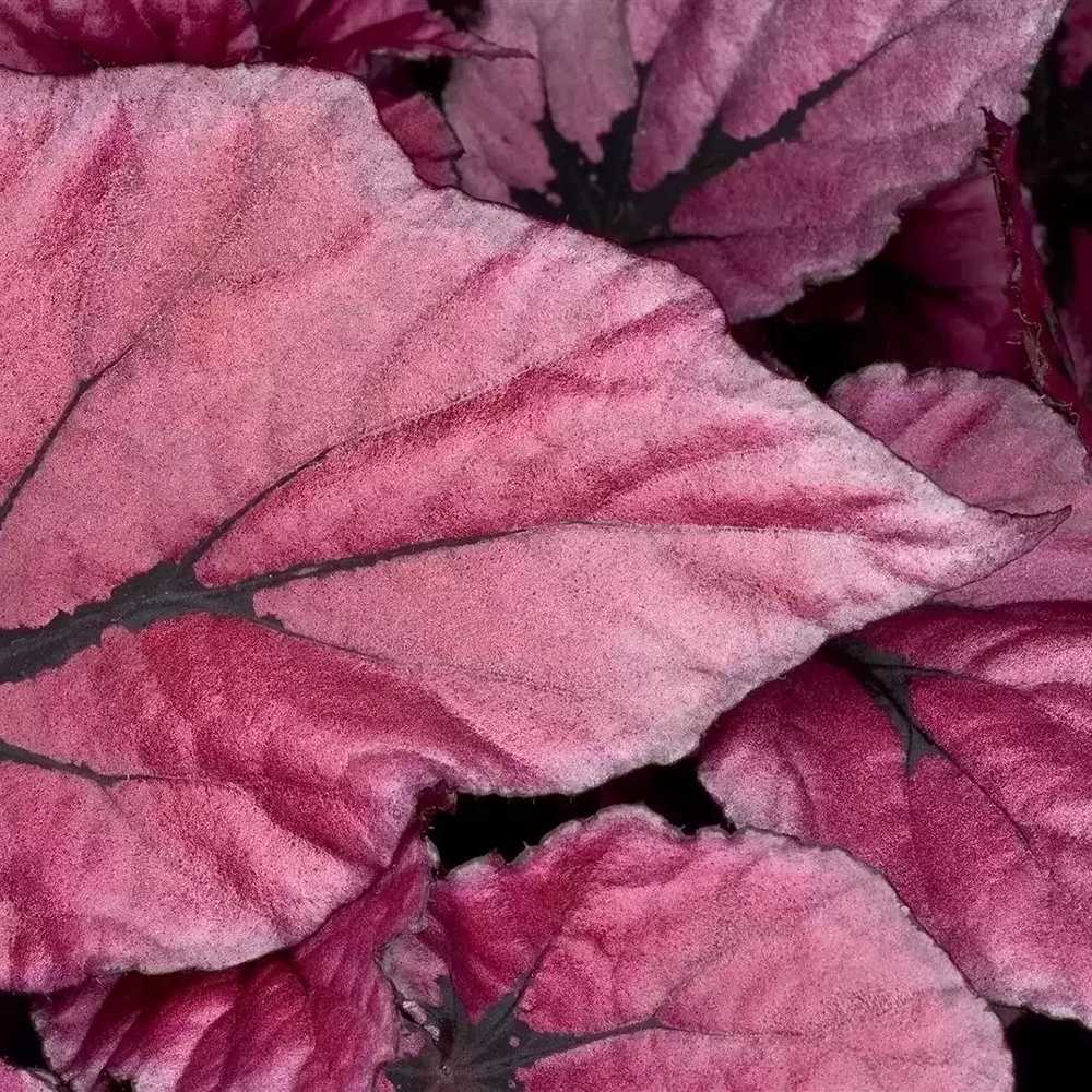 Begonia Indian Summer, cu frunze decorative violet-roz