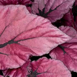 Begonia Indian Summer, cu frunze decorative violet-roz - VERDENA-20-25 cm inaltime, livrat in ghiveci de 1.2 l