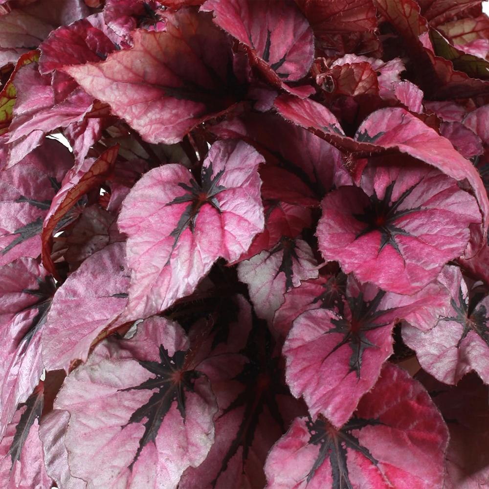 Begonia Indian Summer, cu frunze decorative violet-roz
