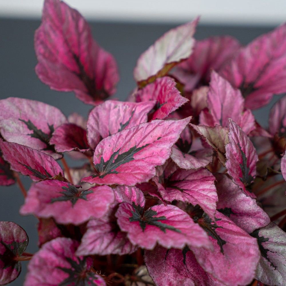 Begonia Indian Summer, cu frunze decorative violet-roz