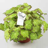 Begonia Lima Love, cu frunze decorative verzi lucioase - VERDENA-20-25 cm inaltime, livrat in ghiveci de 1.2 l