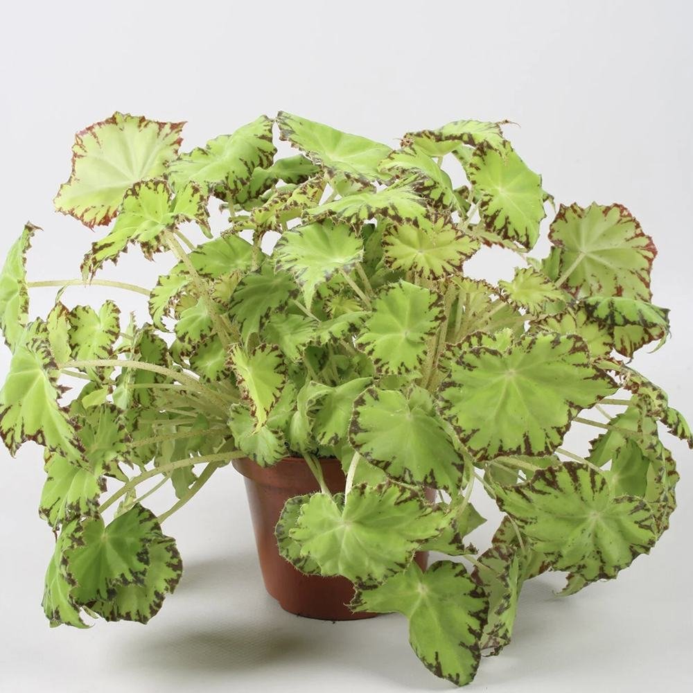 Begonia Lima Love, cu frunze decorative verzi lucioase