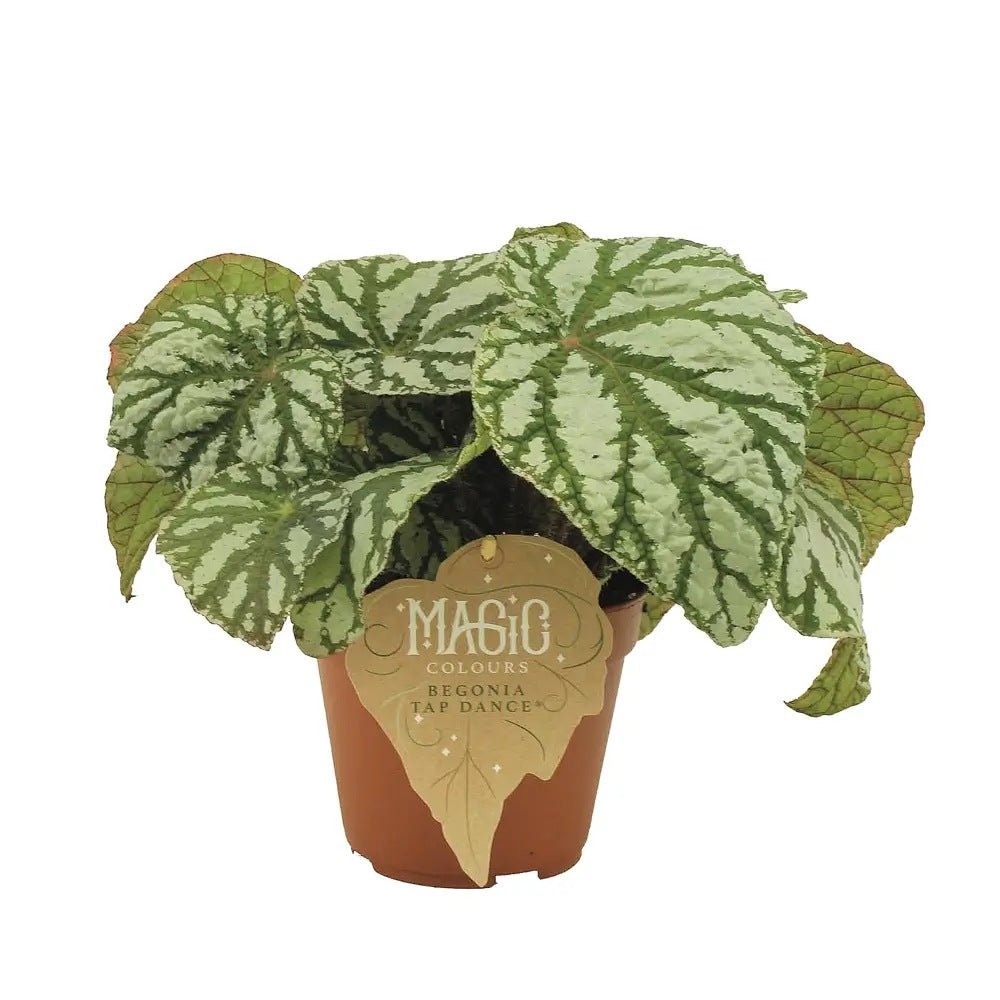 Begonia Magic Colours Tap Dance, cu frunze decorative verzi-argintiu