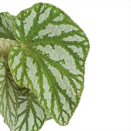 Begonia Magic Colours Tap Dance, cu frunze decorative verzi-argintiu - VERDENA-20-25 cm inaltime, livrat in ghiveci de 1.2 l