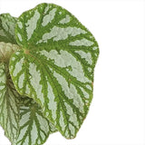 Begonia Magic Colours Tap Dance, cu frunze decorative verzi-argintiu - VERDENA-20-25 cm inaltime, livrat in ghiveci de 1.2 l