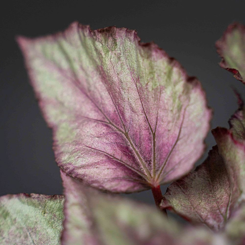 Begonia Maori Haze, cu frunze decorative verde-argintiu si venatii roz
