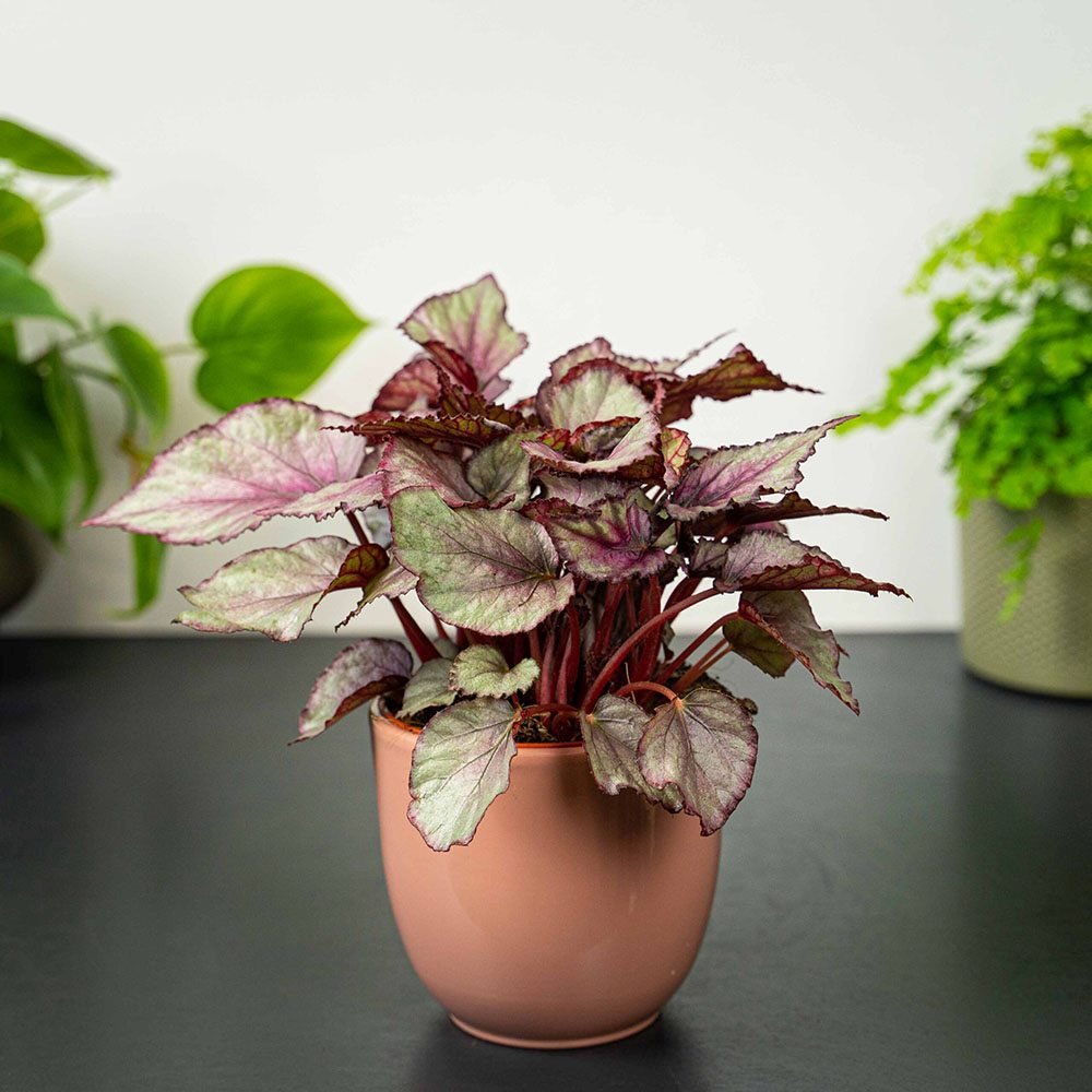 Begonia Maori Haze, cu frunze decorative verde-argintiu si venatii roz