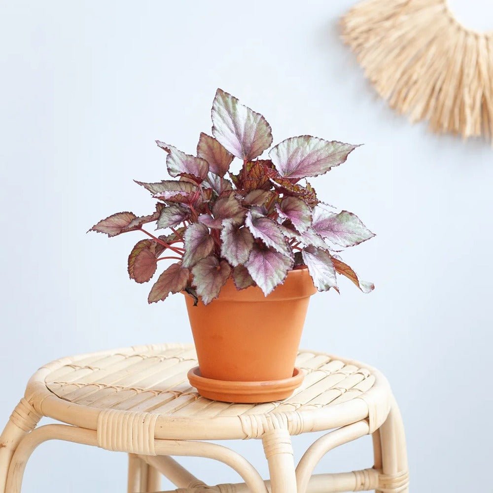 Begonia Maori Haze, cu frunze decorative verde-argintiu si venatii roz