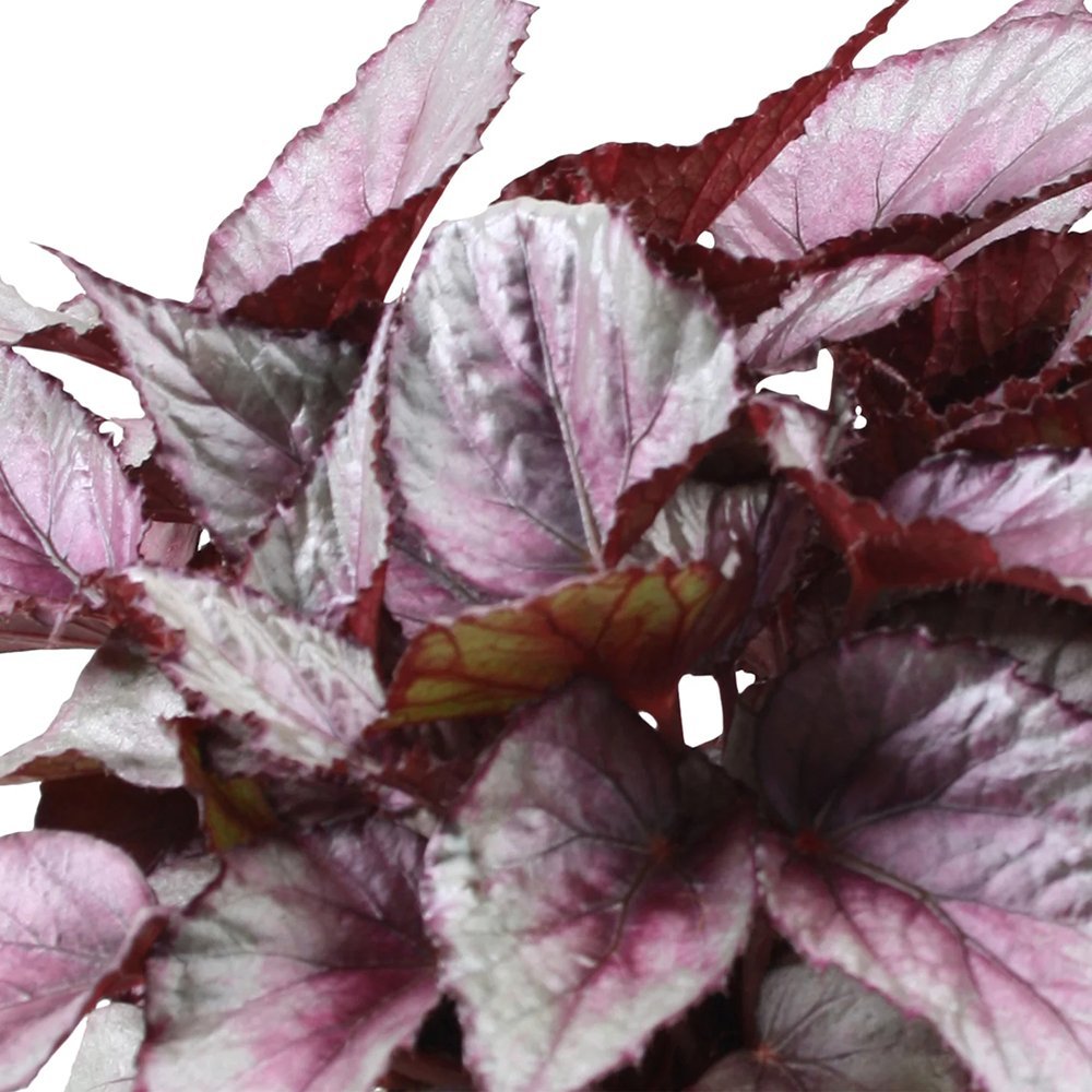 Begonia Maori Haze, cu frunze decorative verde-argintiu si venatii roz