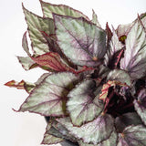 Begonia Maori Haze, cu frunze decorative verde-argintiu si venatii roz - VERDENA-20-25 cm inaltime, livrat in ghiveci de 1.2 l