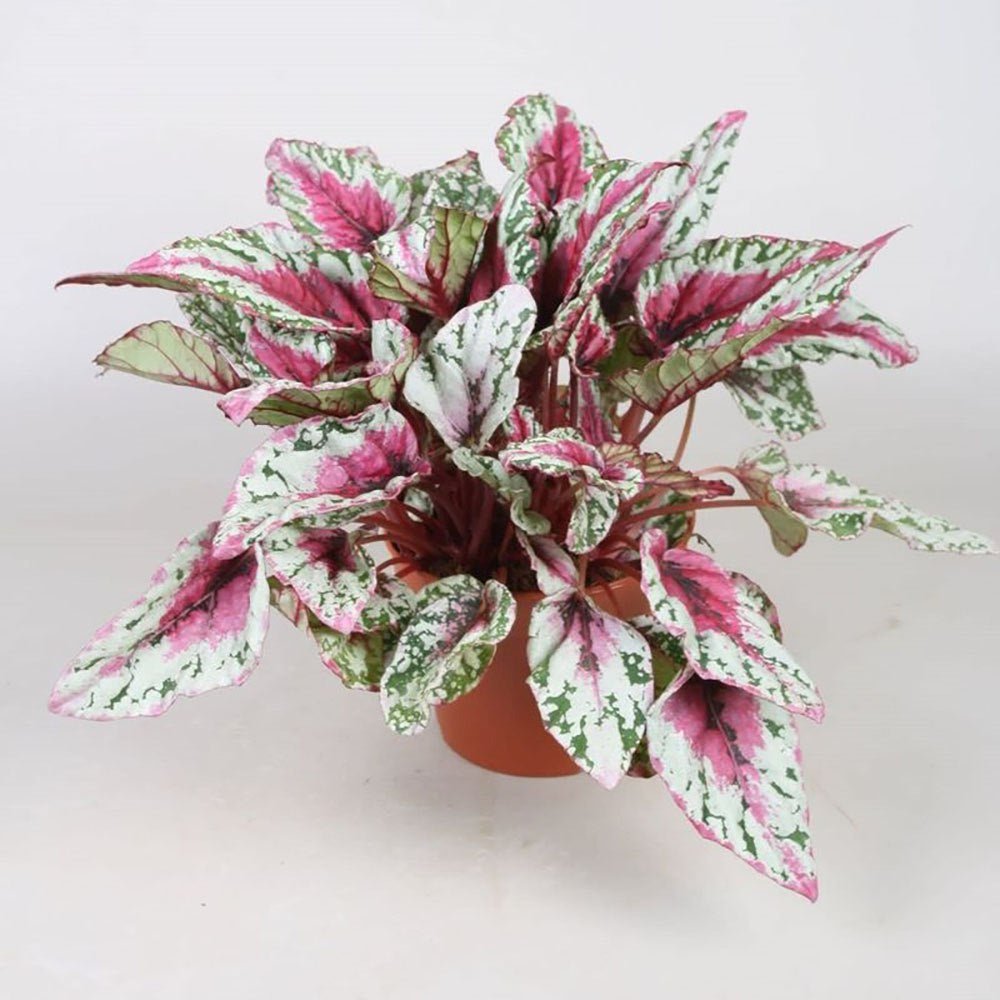 Begonia Maui Sunset, cu frunze decorative in verde, argintiu si roz