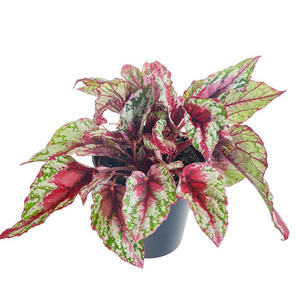 Begonia Maui Sunset, cu frunze decorative verzi si marginii rosii-galbene - VERDENA-20-25 cm inaltime, livrat in ghiveci de 1.2 l