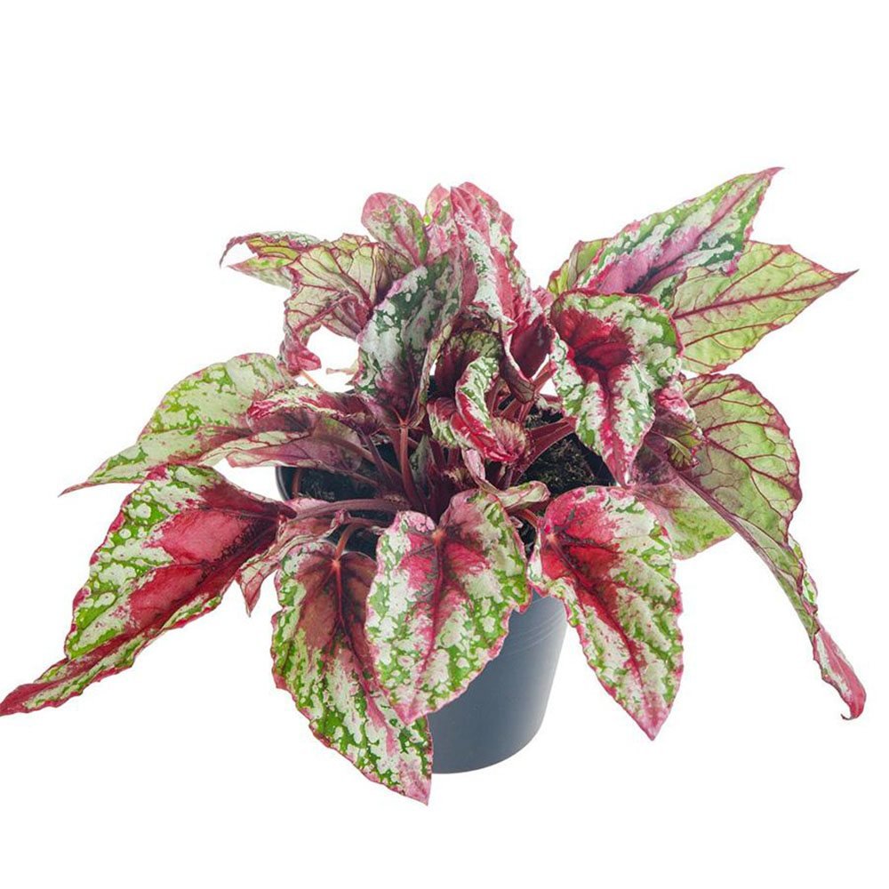 Begonia Maui Sunset, cu frunze decorative in verde, argintiu si roz