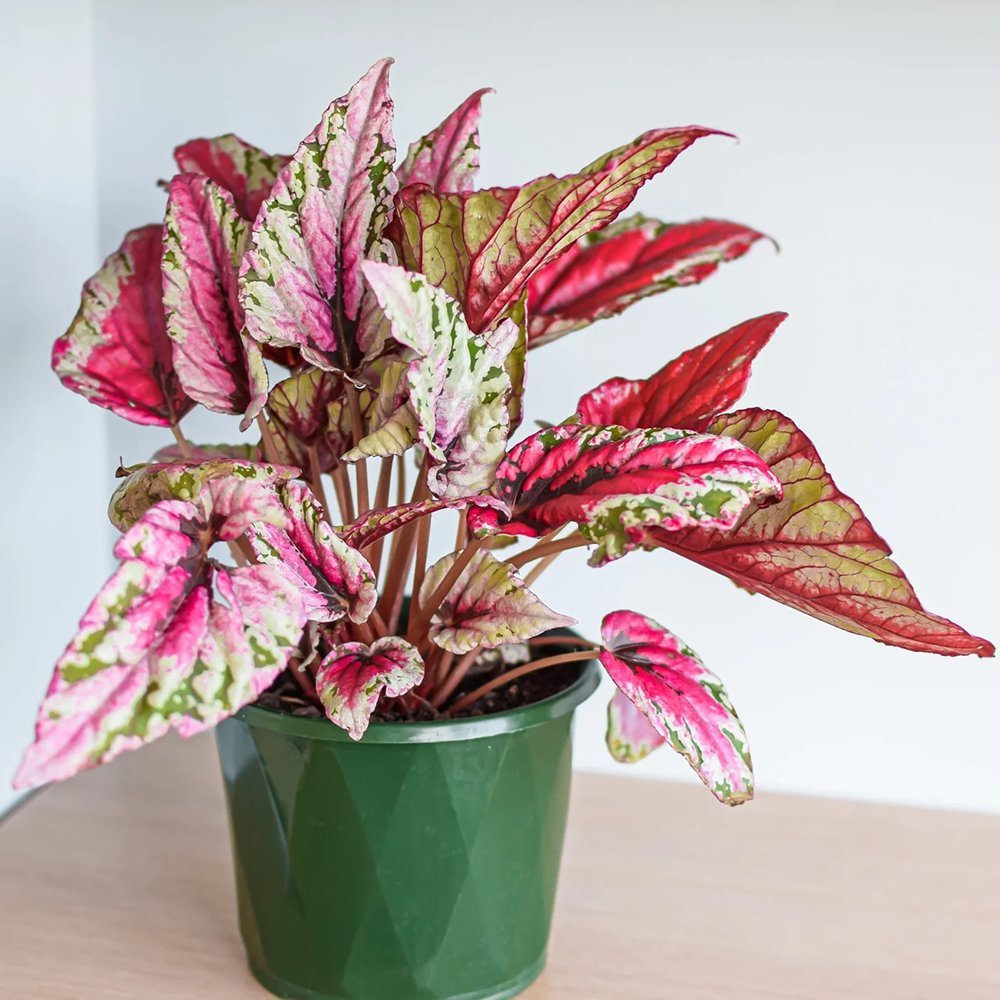 Begonia Maui Sunset, cu frunze decorative in verde, argintiu si roz