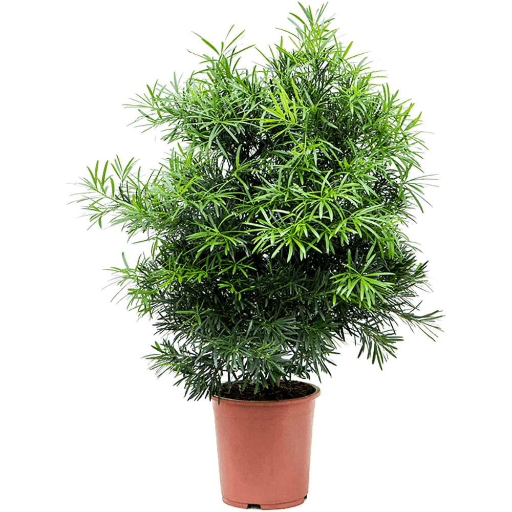 Bonsai podocarpus - 105 cm - VERDENA-105 cm la livrare, in ghiveci cu Ø de 27 cm
