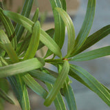 Bonsai podocarpus - 105 cm - VERDENA-105 cm la livrare, in ghiveci cu Ø de 27 cm