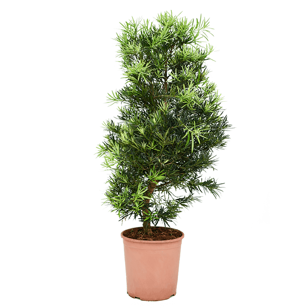 Bonsai podocarpus - 130 cm - VERDENA-130 cm la livrare, in ghiveci cu Ø de 28 cm