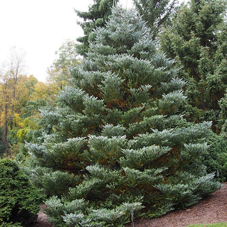 Brad Corean argintiu (Abies) Silberlocke