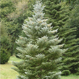 Brad corean (Abies) Silberlocke - VERDENA-55 cm inaltime livrat in ghiveci de 6 l