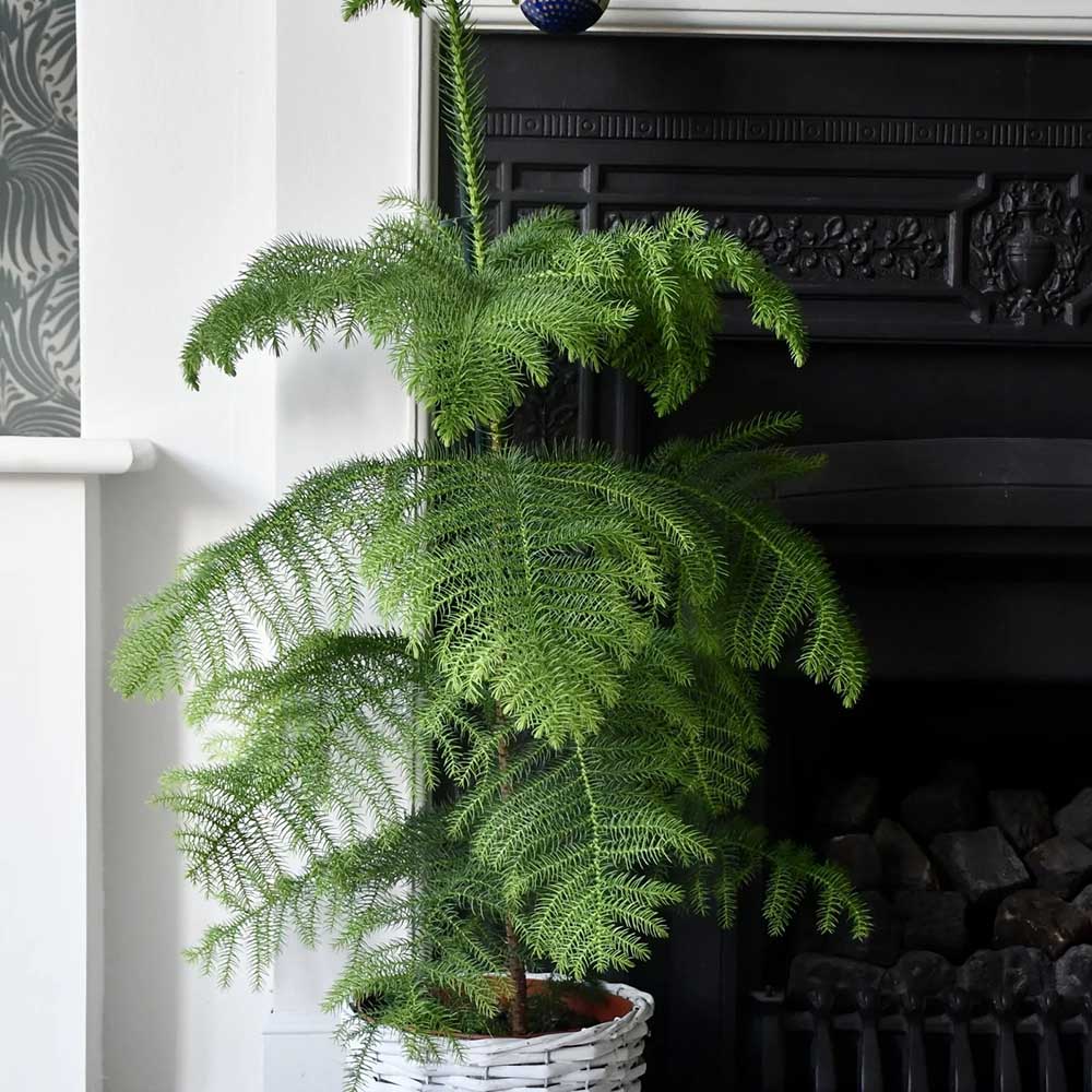 Brad de Camera (Araucaria Heterophylla) - 100 cm