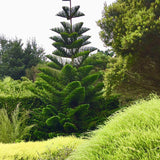 Brad de camera ( Araucaria heterophylla ) - 100 cm - VERDENA-100 cm la livrare in ghiveci cu Ø de 25 cm