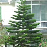 Brad de Camera (Araucaria Heterophylla) - 100 cm