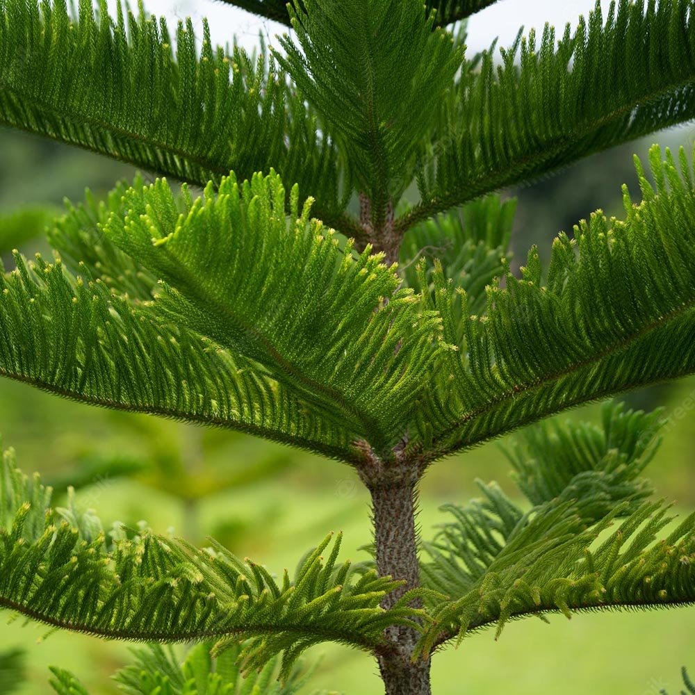 Black Friday - Reduceri Brad de Camera (Araucaria Heterophylla) - 45 cm Promotie