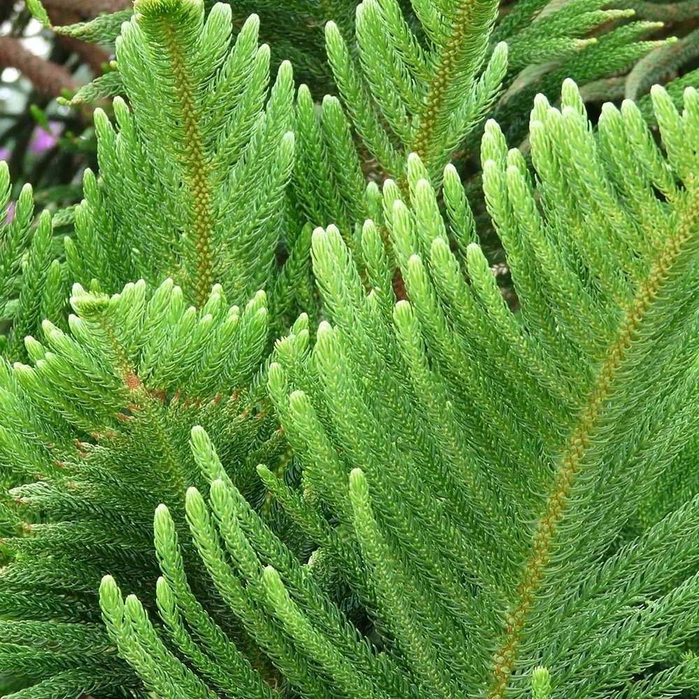 Brad de camera (Araucaria heterophylla) - 45 cm - VERDENA-45 cm inaltime livrat in ghiveci de 1.5 L