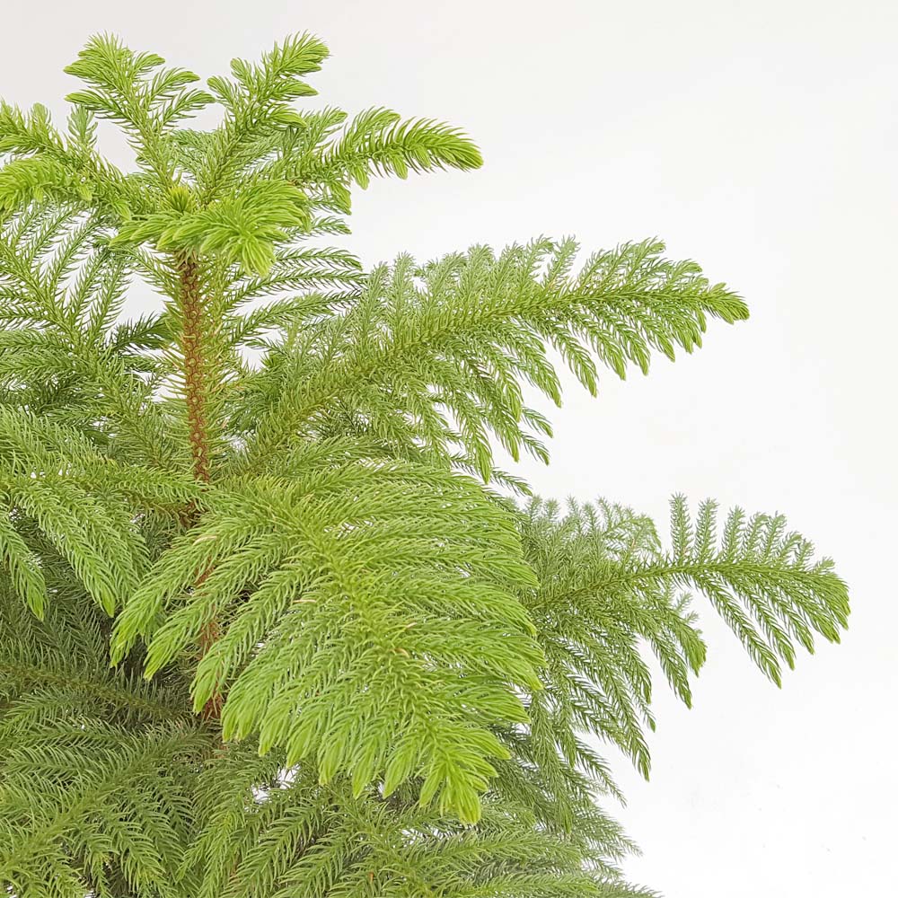 Black Friday - Reduceri Brad de Camera (Araucaria Heterophylla) - 45 cm Promotie