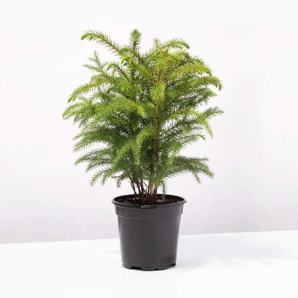 Black Friday - Reduceri Brad de Camera (Araucaria Heterophylla) - 45 cm Promotie