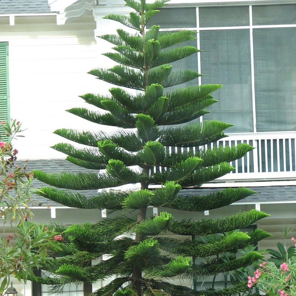 Black Friday - Reduceri Brad de Camera (Araucaria Heterophylla) - 45 cm Promotie