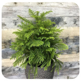 Black Friday - Reduceri Brad de Camera (Araucaria Heterophylla) - 45 cm Promotie