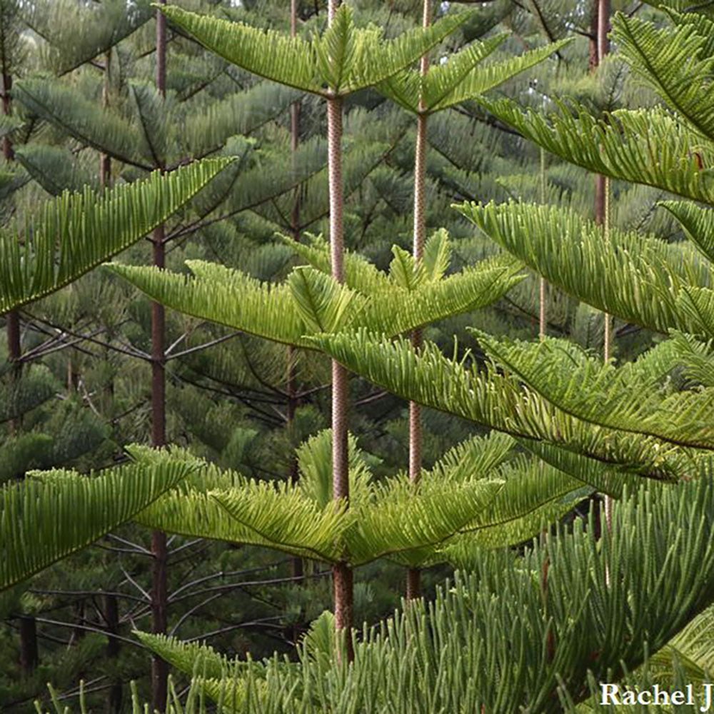 Brad de camera (Araucaria heterophylla) - 45 cm - VERDENA-45 cm inaltime livrat in ghiveci de 1.5 L