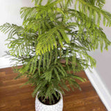 Black Friday - Reduceri Brad de Camera (Araucaria Heterophylla) - 45 cm Promotie