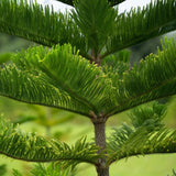 Brad de camera ( Araucaria heterophylla ) - 90 cm - VERDENA-90 cm la livrare in ghiveci cu Ø de 21 cm